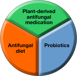 Candida